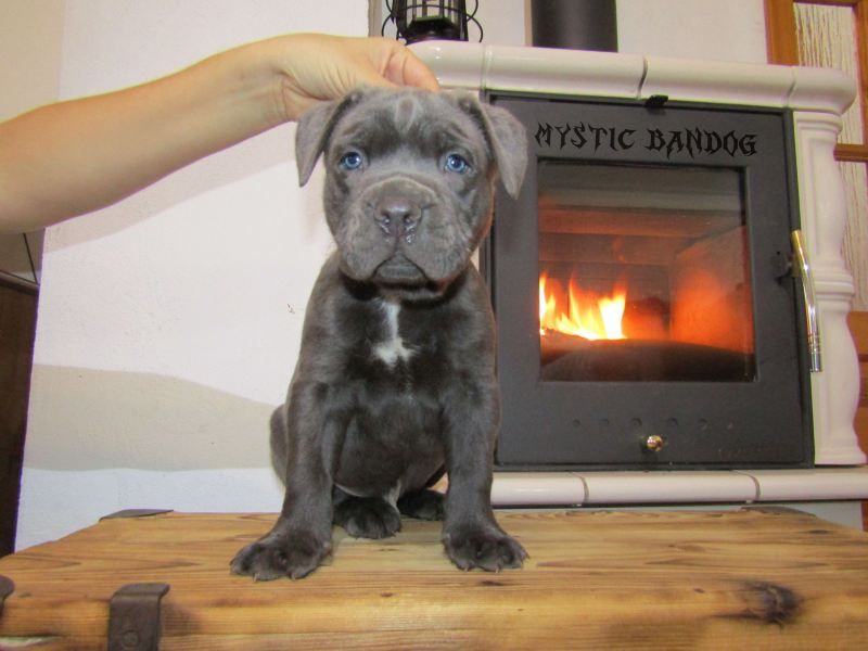 American Bandogge Mastiff