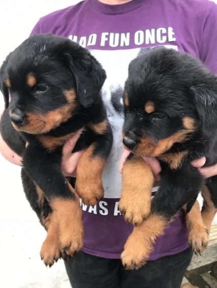 Top Quality Rottweiler Puppies