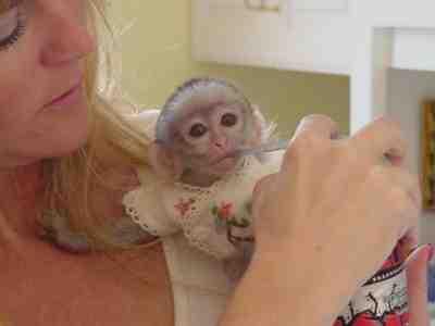 Cute looking baby Capuchin monkeys for sale