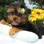 CUTE TEACUP YORKIES FOR ADOPTION
