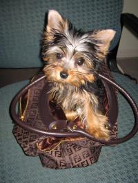 Excellent Yorkie Puppies For Adoption