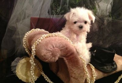 Maltese easily befriend other dogs and cats, even much larger ones.