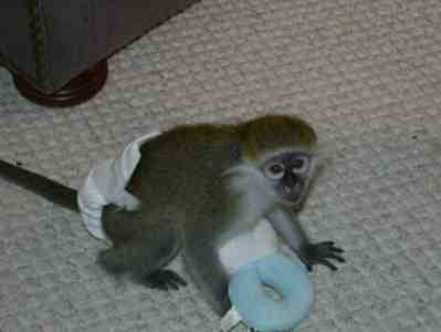 Socialized Capuchin monkeys 