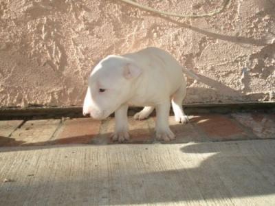 miniature bull terrier puppies 