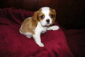 King Charles Spaniel for sale