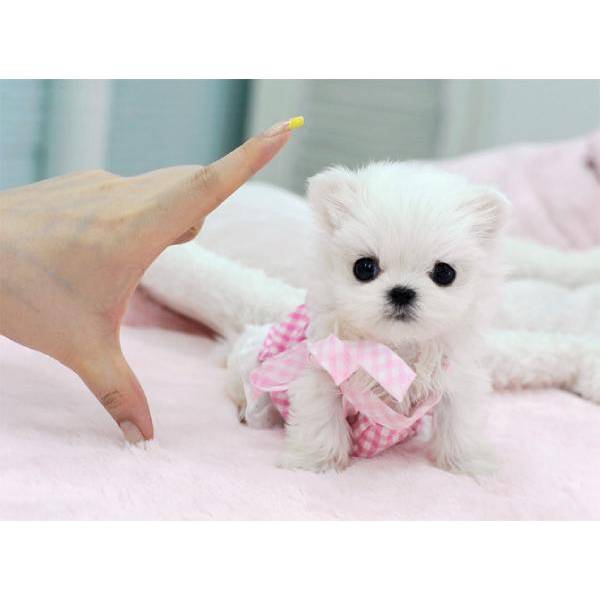 Tiny Teacup  Maltese ready for sale