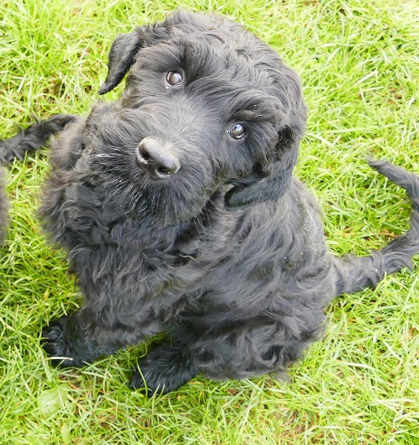 Black Russian Terrier - Puppies