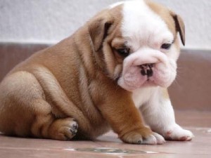 Cute x-Mass English Bulldog puppies for sale