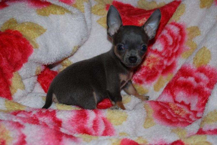 Luxury MINI! Toy Chihuahua Puppies rare color Leopard