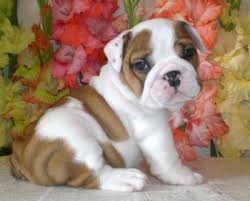 Beautiful English Bulldog Puppies For Adoption