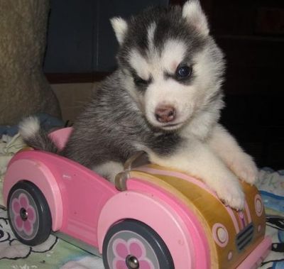 Siberian Husky Pups