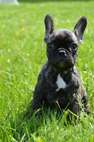 French Bulldog puppies with pedigree