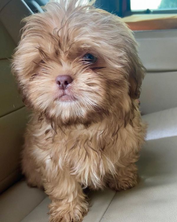 Teacupshihtzupuppiesavailable for adoption