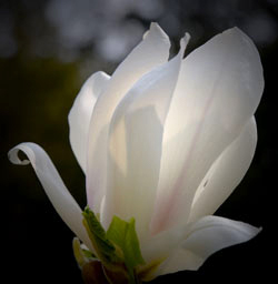 ART AND DIGITAL PHOTOGRAPHY TUITION, EVERYONE WELCOME