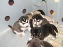 Alaskan Malamute puppies for free adoption
