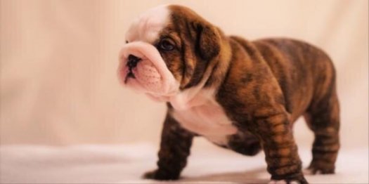 English bulldog with pedigree