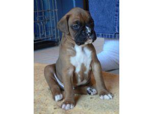 Male And Female Boxer Puppies for sale 