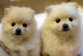 Beautiful male and female Pomeranian puppies for x-mas