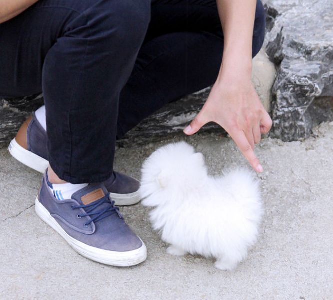 Teacup Pomeranian Puppies Available 