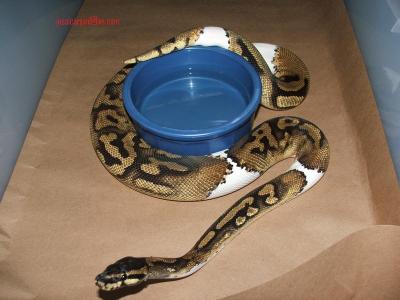 cute and adorable Ball ,Piebald and Albino pythons for adoption	