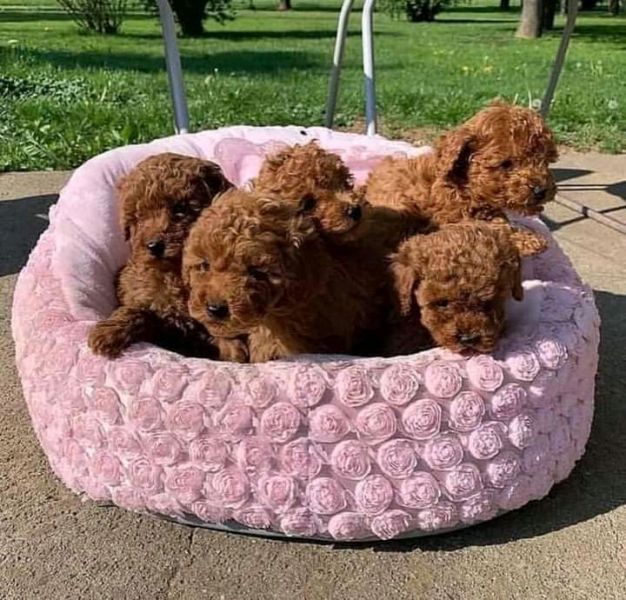 Toy Poodle Puppies