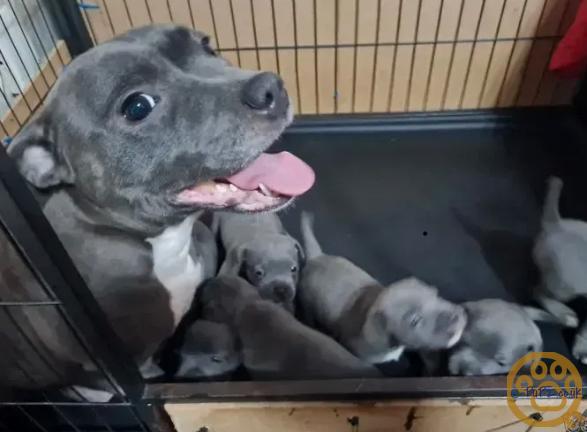 Purebred English Blue Staffy Puppies for Sale