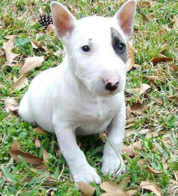 Magnificent miniature bull terrier puppies