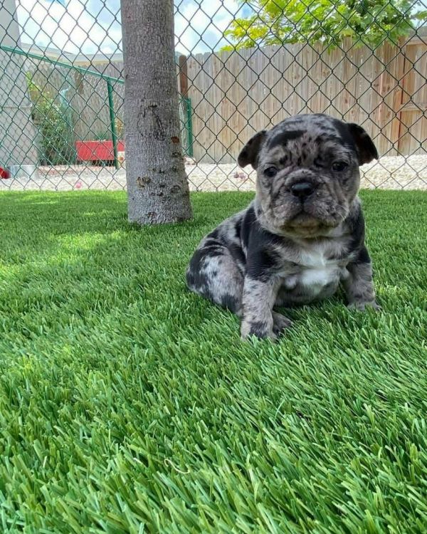 English Bulldog Puppies