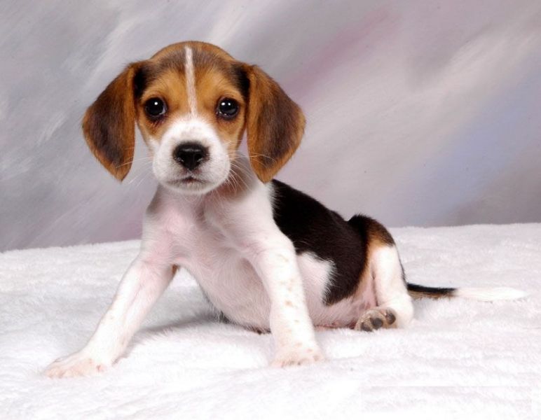 Sweet Beagle Puppy for adoption