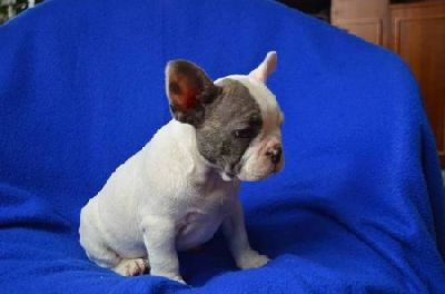 French Bulldog with pedigree - color blue, lavender, blue and white