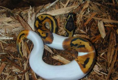 MALE AND FEMALE PIEBALD PYTHON'S