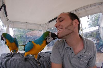 Talking and hand feed blue and gold macaws birds for adoption 