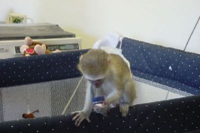 cute capuchin monkeys for adoption