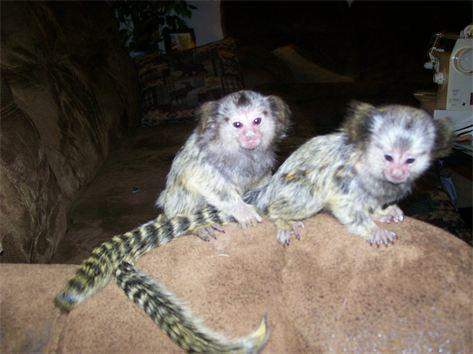 Pygmy marmoset Capuchin monkeys  litter trained