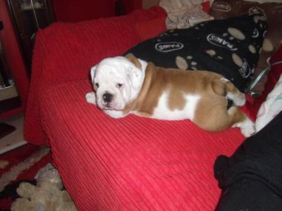 3 left white perfect bulldog puppies, Both, 1-3 months, white ... Swansea for sale.