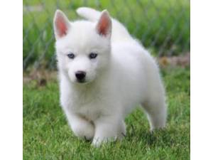 Blue Eyes Siberian Husky puppies looking for a new home