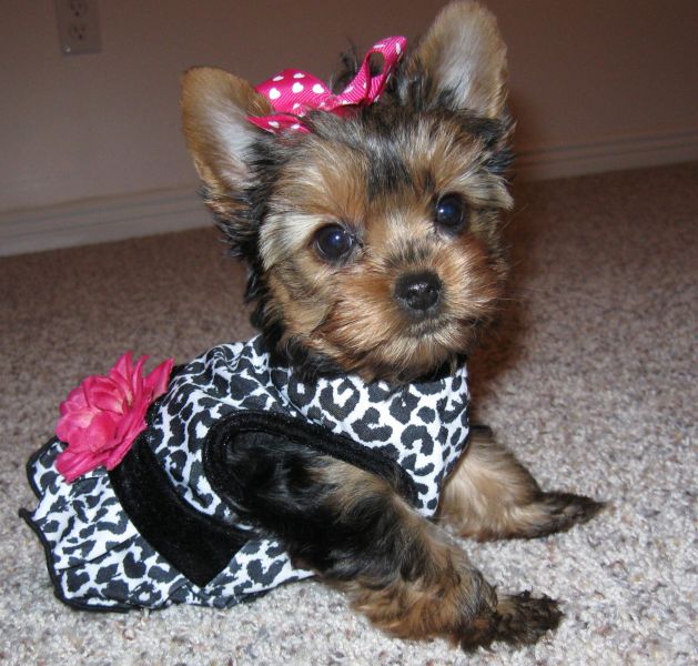  ~~~AKC Yorkie Puppies~~~Yorkshire Terrier~~~