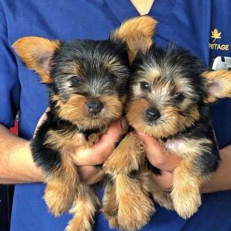 Adorable Teacup Yorkie Puppies 