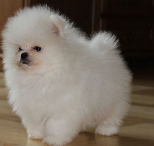 Stunning Luxury Tiny Pomeranians Puppies Ready