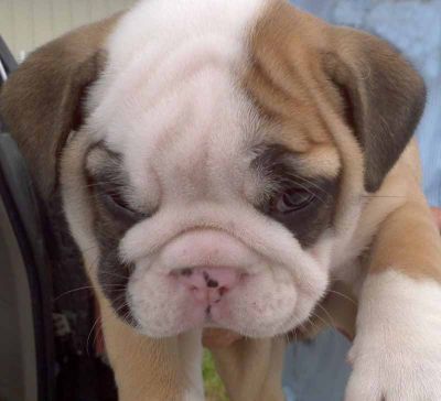 Lovely and Adorable Bulldogs Pyppies For Adoption