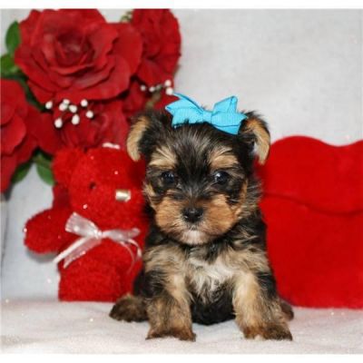 Two Gorgeous Yorkie Puppies for adoption