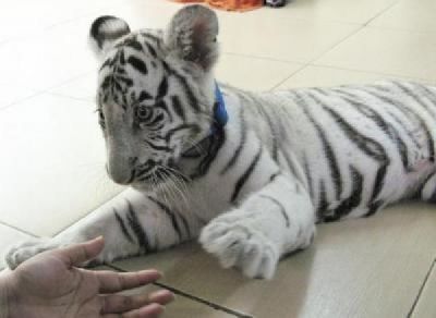 Lion cubs,Cheetah,tiger cubs, and Fennec foxes for sale