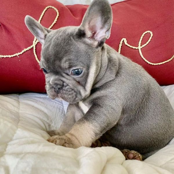  Excellent French Bulldog Puppies