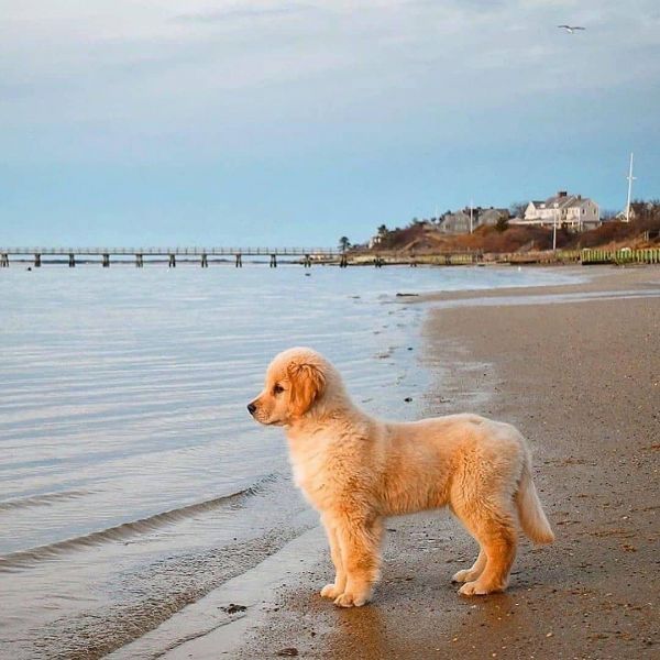 12 weeks old golden retriever puppy for sale