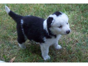 Perfect Border Collie Puppies for sale 