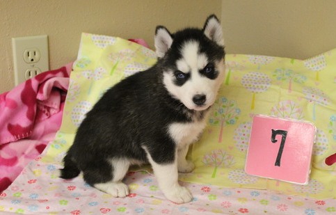 Cute siberian husky puppies available