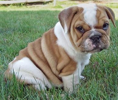 good looking english bull dog puppies for sale