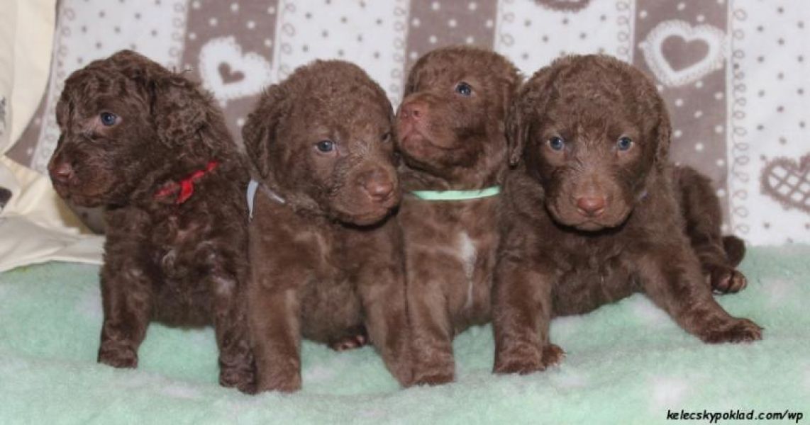 Chesapeake bay retriever with pedigree (similar to the labrador)