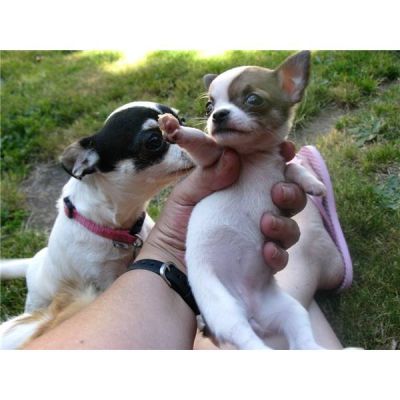 chihuahua puppies needs new home