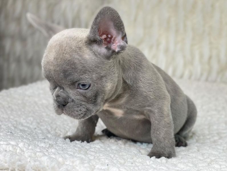 French bulldog puppies for adoption